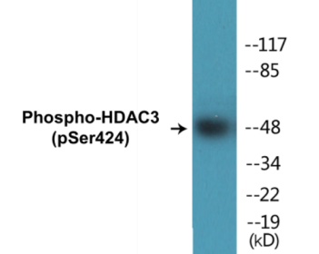 Western blot analysis of extracts from NIH-3T3 cells, using HDAC3 (Phospho-Ser424) Antibody.