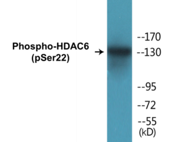 Western blot analysis of extracts from NIH-3T3 cells treated with Anisomycin 25ug/ml 30', using HDAC6 (Phospho-Ser22) Antibody.