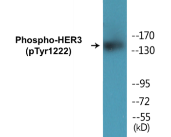 Western blot analysis of extracts from HuvEc cells treated with EGF 200ng/ml 30', using HER3 (Phospho-Tyr1222) Antibody.