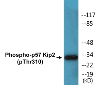 Western blot analysis of extracts from K562 cells treated with insulin 0.01U/ml 15', using p57 Kip2 (Phospho-Thr310) Antibody.