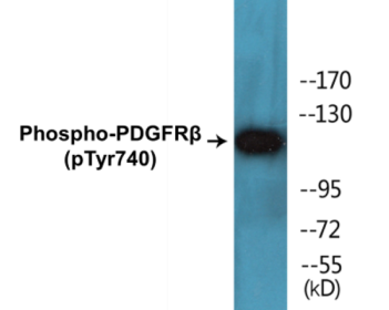 Western blot analysis of extracts from HepG2 cells treated with EGF 200ng/ml 30', using PDGFR beta (Phospho-Tyr740) Antibody.