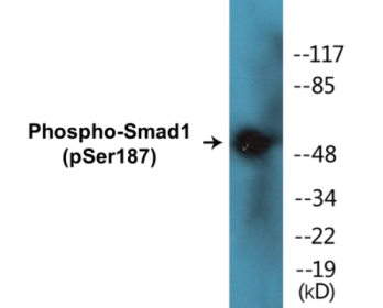 Western blot analysis of extracts from 293 cells and HepG2 cells, using Smad1 (Phospho-Ser187) Antibody.