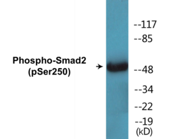 Western blot analysis of extracts from 293 cells treated with PMA 125ng/ml 30', using Smad2 (Phospho-Ser250) Antibody.