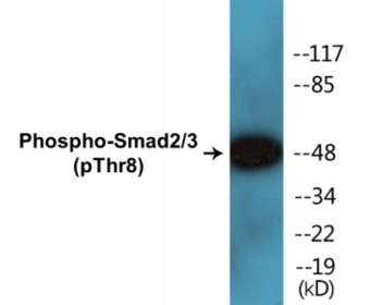 Western blot analysis of extracts from RAW264.7 cells, using Smad2/3 (Phospho-Thr8) Antibody.