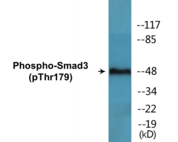 Western blot analysis of extracts from HeLa cells treated with TNF 20ng/ml 2', using Smad3 (Phospho-Thr179) Antibody.