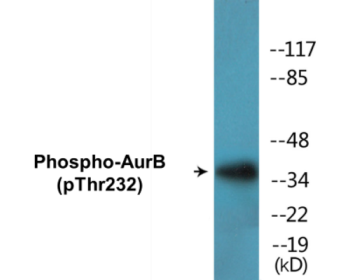 Western blot analysis of extracts from COS7 cells treated with Nocodazole 1ug/ml 16h, using AurB (Phospho-Thr232) Antibody.