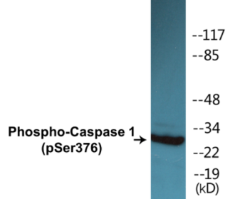 Western blot analysis of extracts from 293 cells, using Caspase 1 (Phospho-Ser376) Antibody.