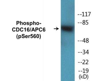 Western blot analysis of extracts from HuvEc cells, using CDC16/APC6 (Phospho-Ser560) Antibody.