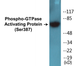 Western blot analysis of extracts from COS7 cells, using GTPase Activating Protein (Phospho-Ser387) Antibody.