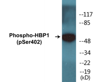 Western blot analysis of extracts from A549 cells treated with PMA 125ng/ml 30', using HBP1 (Phospho-Ser402) Antibody.