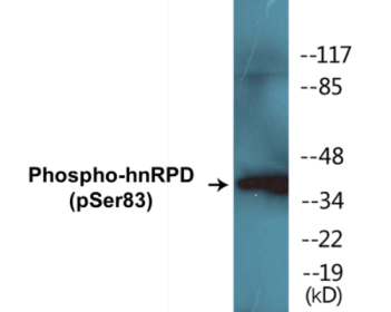 Western blot analysis of extracts from HuvEc and 293 cells, using hnRPD (Phospho-Ser83) Antibody.