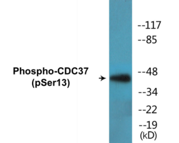 Western blot analysis of extracts from HuvEc cells, using CDC37 (Phospho-Ser13) Antibody.