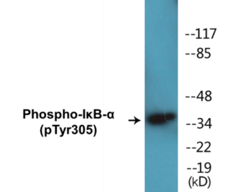 Western blot analysis of extracts from COS7 cells treated with nocodazole 1ug/ml 16h, using IkappaB-alpha (Phospho-Tyr305) Antibody.