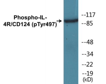 Western blot analysis of extracts from 293 cells, using IL-4R/CD124 (Phospho-Tyr497) Antibody.