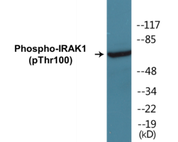 Western blot analysis of extracts from Jurkat cells treated with heat shock, using IRAK1 (Phospho-Thr100) Antibody.