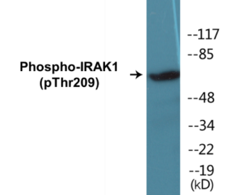 Western blot analysis of extracts from HeLa cells, using IRAK1 (Phospho-Thr209) Antibody.
