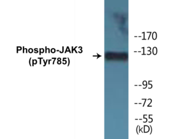 Western blot analysis of extracts from Jurkat cells, using JAK3 (Phospho-Tyr785) Antibody.