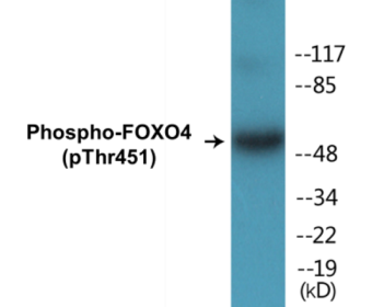 Western blot analysis of extracts from HuvEc cells treated with EGF 200ng/ml 5', using FOXO4 (Phospho-Thr451) Antibody.
