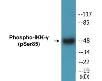 Western blot analysis of extracts from HepG2 cells treated with Anisomycin 0.5uM 5h, using IKK-gamma (Phospho-Ser85) Antibody.