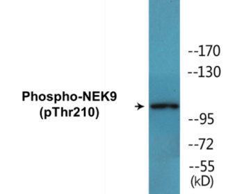 Western blot analysis of extracts from HepG2 cells, using NEK9 (Phospho-Thr210) Antibody.