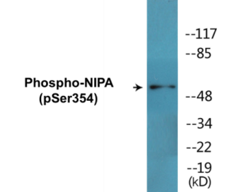 Western blot analysis of extracts from COS7 cells treated with HU 2nM 24h, using NIPA (Phospho-Ser354) Antibody.