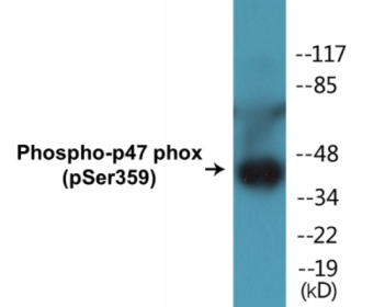 Western blot analysis of extracts from HeLa cells treated with nocodazole 1ug/ml 18h, using p47 phox (Phospho-Ser359) Antibody.