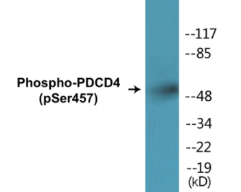 Western blot analysis of extracts from 293 cells treated with serum 20% 15', using PDCD4 (Phospho-Ser457) Antibody.