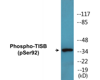 Western blot analysis of extracts from HepG2 cells, using TISB (Phospho-Ser92) Antibody.
