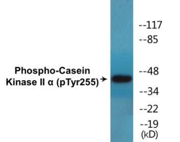 Western blot analysis of extracts from HeLa cells and Jurkat cells, using Casein Kinase II alpha (Phospho-Tyr255) Antibody.