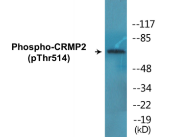 Western blot analysis of extracts from NIH-3T3 cells treated with PMA 125ng/ml 30', using DRP-2 (Phospho-Thr514) Antibody.