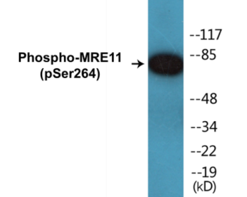 Western blot analysis of extracts from NIH-3T3 cells treated with forskolin 40nM 30', using MRE11 (Phospho-Ser264) Antibody.