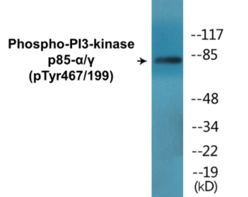 Western blot analysis of extracts from COS7 cells treated with H2O2 100uM 30', using PI3-kinase p85-alpha/gamma (Phospho-Tyr467/199) Antibody.
