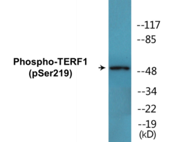 Western blot analysis of extracts from 293 cells treated with paclitaxel 1uM 24h, using Telomeric Repeat Binding Factor 1 (Phospho-Ser219) Antibody.