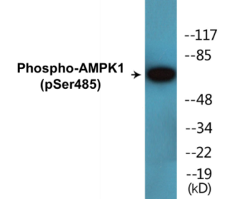 Western blot analysis of extracts from HeLa cells treated with heat shock, using AMPK1 (Phospho-Ser485) Antibody.
