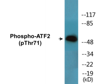 Western blot analysis of extracts from HeLa cells treated with UV, using ATF2 (Phospho-Thr71 or 53) Antibody.