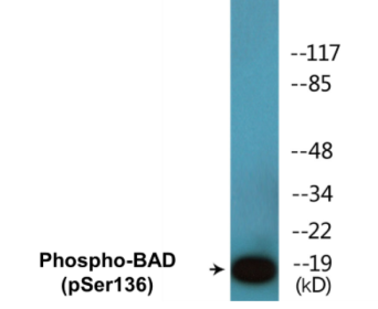 Western blot analysis of extracts from NIH-3T3 cells treated with Forskolin, using BAD (Phospho-Ser136) Antibody.