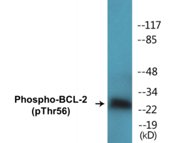 Western blot analysis of extracts from K562 cells treated with H2O2 100uM 30', using BCL-2 (Phospho-Thr56) Antibody.