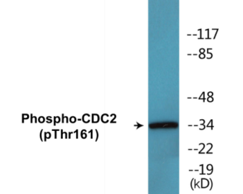 Western blot analysis of extracts from HeLa cells, using CDC2 (Phospho-Thr161) Antibody.