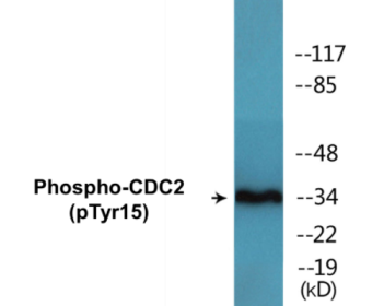Western blot analysis of extracts from COS7 cells, using CDC2 (Phospho-Tyr15) Antibody.