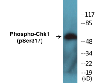 Western blot analysis of extracts from MCF7 cells, using Chk1 (Phospho-Ser317) Antibody.