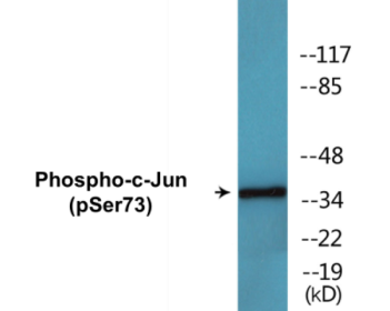 Western blot analysis of extracts from HuvEc cells treated with TNF 20ng/ml 5' and K562 cells treated with TNF 20ng/ml 5', using c-Jun (Phospho-Ser73) Antibody.