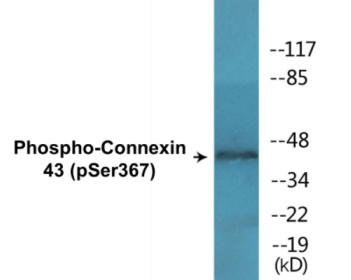 Western blot analysis of extracts from K562 cells treated with PMA 200ng/ml 10', using Connexin 43 (Phospho-Ser367) Antibody.