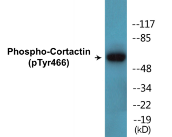 Western blot analysis of extracts from 293 cells, using Cortactin (Phospho-Tyr466) Antibody.