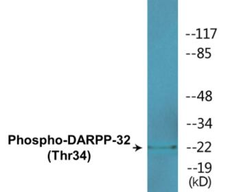 Western blot analysis of extracts from NIH-3T3 cells treated with PMA 125ng/ml 30', using DARPP-32 (Phospho-Thr34) Antibody.