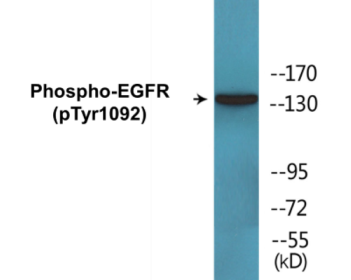 Western blot analysis of extracts from HuvEc cells treated with EGF, using EGFR (Phospho-Tyr1092) Antibody.