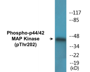 Western blot analysis of extracts from NIH-3T3 cells treated with IFN 2500U/ml 30', using p44/42 MAP Kinase (Phospho-Thr202) Antibody.