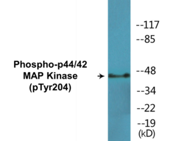 Western blot analysis of extracts from HeLa cells treated with EGF 200ng/ml 30', using p44/42 MAP Kinase (Phospho-Tyr204) Antibody.