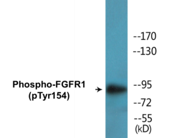 Western blot analysis of extracts from 293 cells, using FGFR1 (Phospho-Tyr154) Antibody.