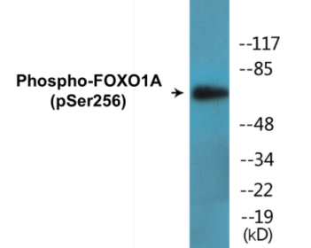 Western blot analysis of extracts from HeLa cells treated with EGF+Serum, using FKHR (Phospho-Ser256) Antibody.
