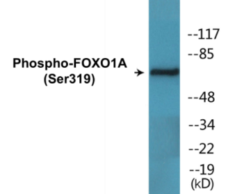 Western blot analysis of extracts from HeLa cells treated with EGF, using FKHR (Phospho-Ser319) Antibody.